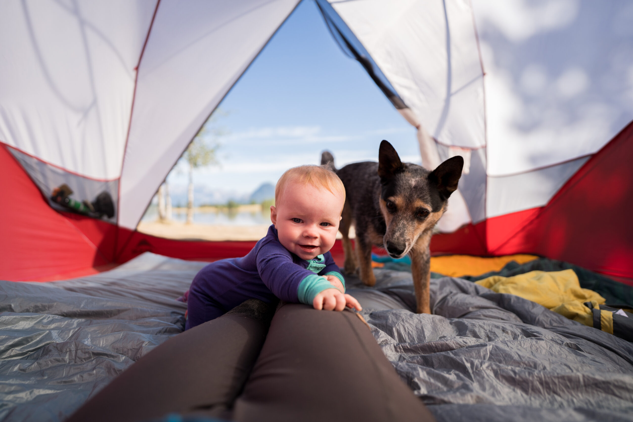 Baby inside of tent crawls up legs coming towards the camera with dog walking up behind her.