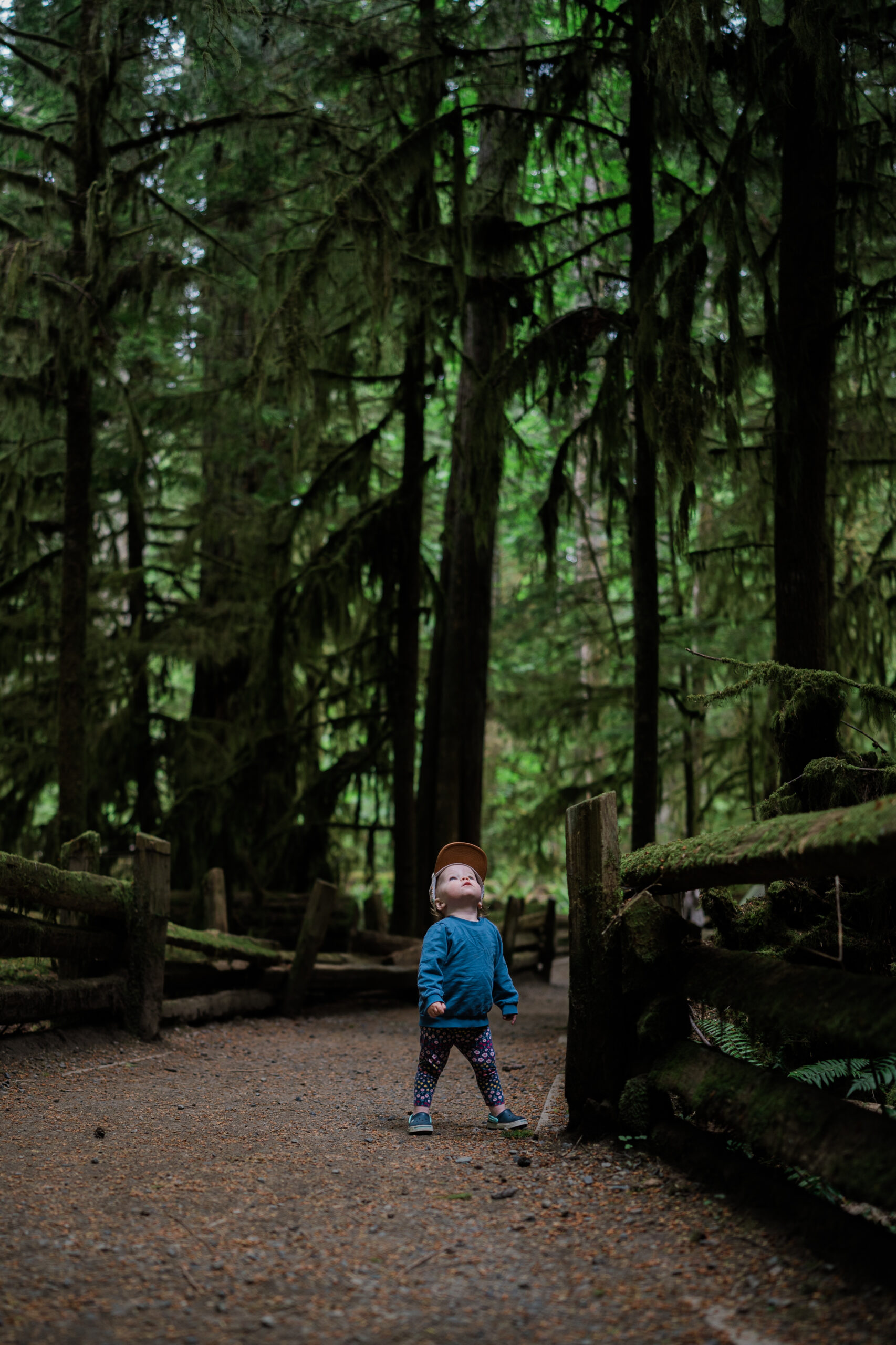 Toddler stands in Cathedral Grove on Vancouver Island looking up at the giant cedar trees
