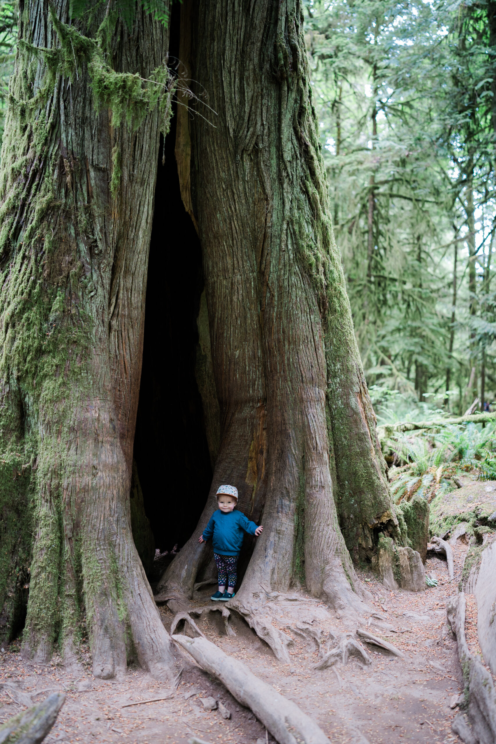 toddler stands inside of a giant cedar tree on Vancouver Island
