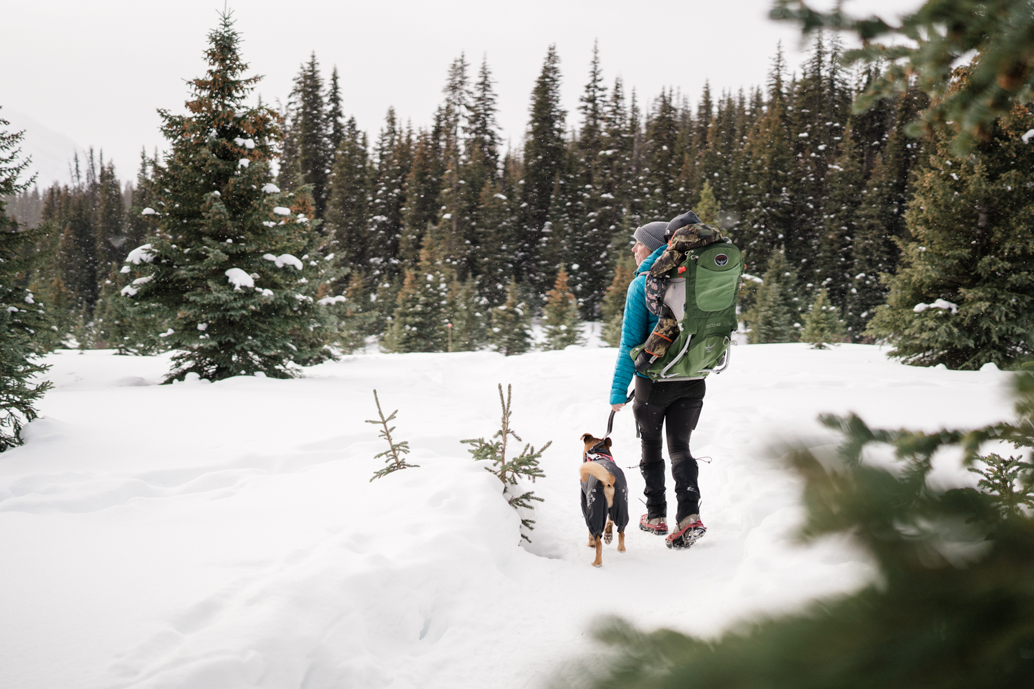 woman with baby in a backpack carrier and a dog hikes away from the camera during a winter hike in kananaskis, alberta
